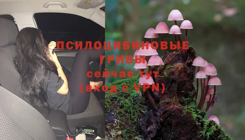 Псилоцибиновые грибы Psilocybe  что такое   Новороссийск 